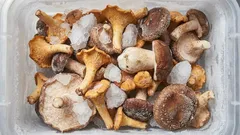 Så här förvarar du svamp på rätt sätt i frysen: Frysa in utan besvikelser – tips från experterna